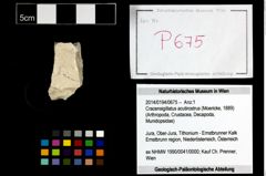 Foto (Objekt + Etikett) von Cracensigillatus acutirostrus (Moericke, 1889)  (NHMW-GEO-2014-0194-0675)